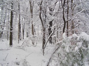 snowy-woods